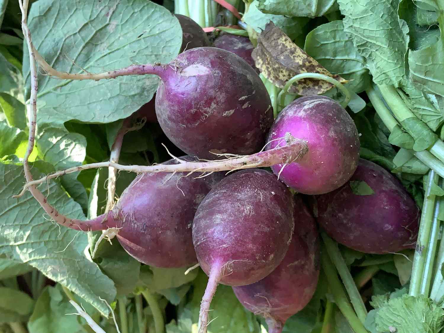 Fresh Purple Radish bunched together for sale at an outdoor Farmers Market