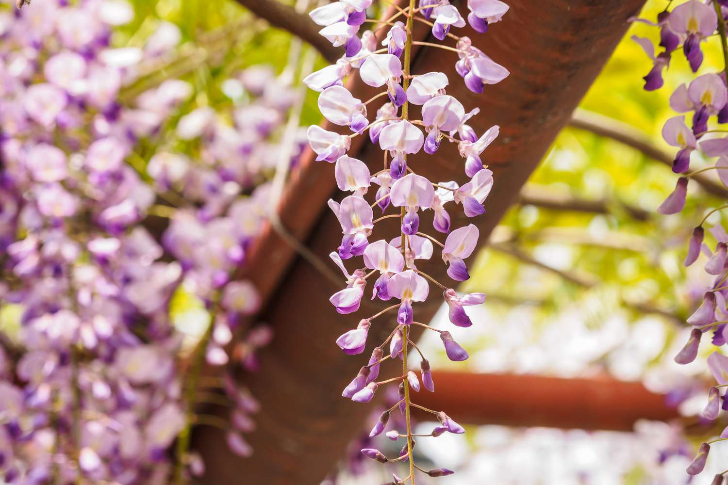 Wisteria Summer Cascade