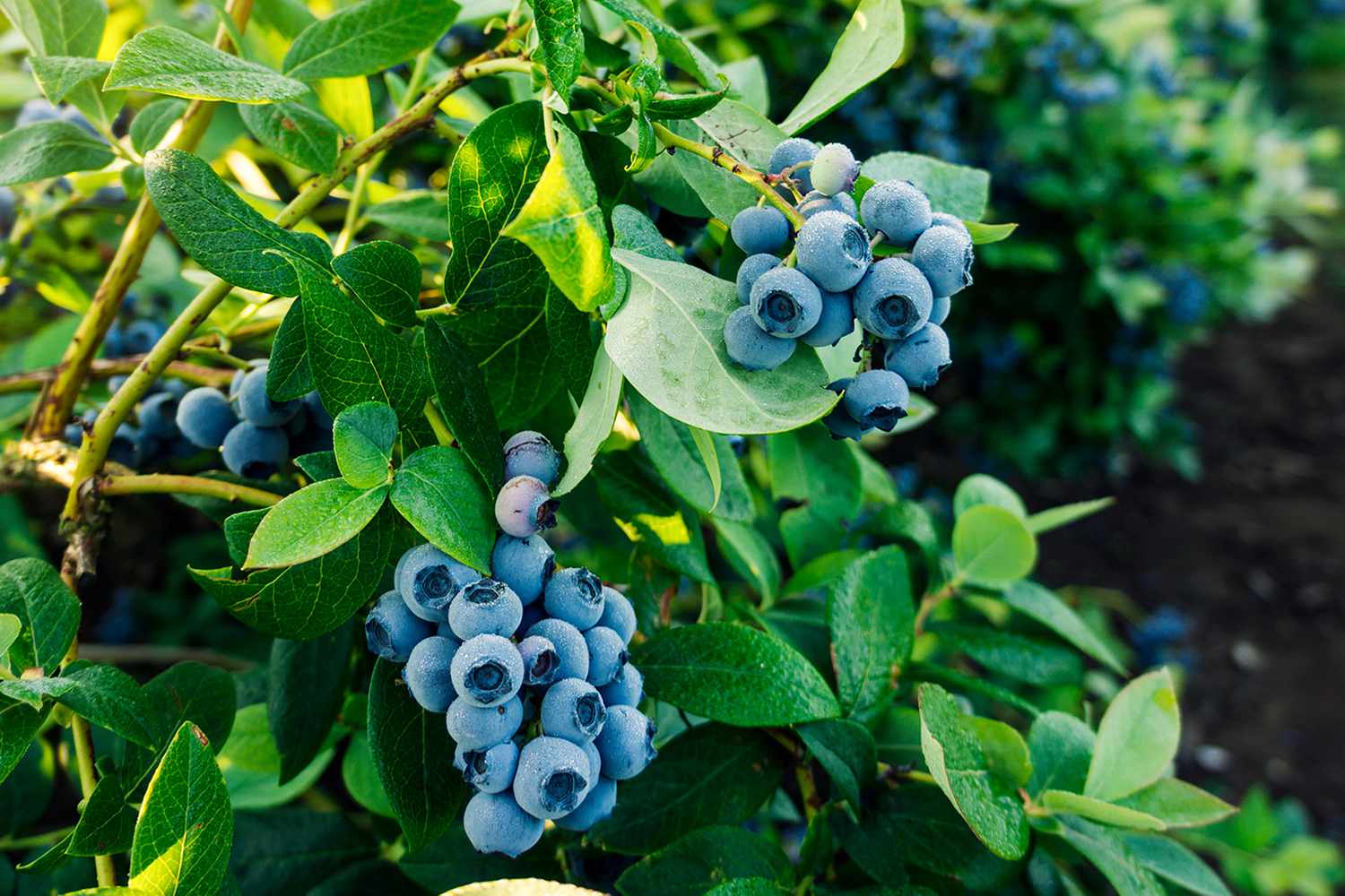 blueberry plant