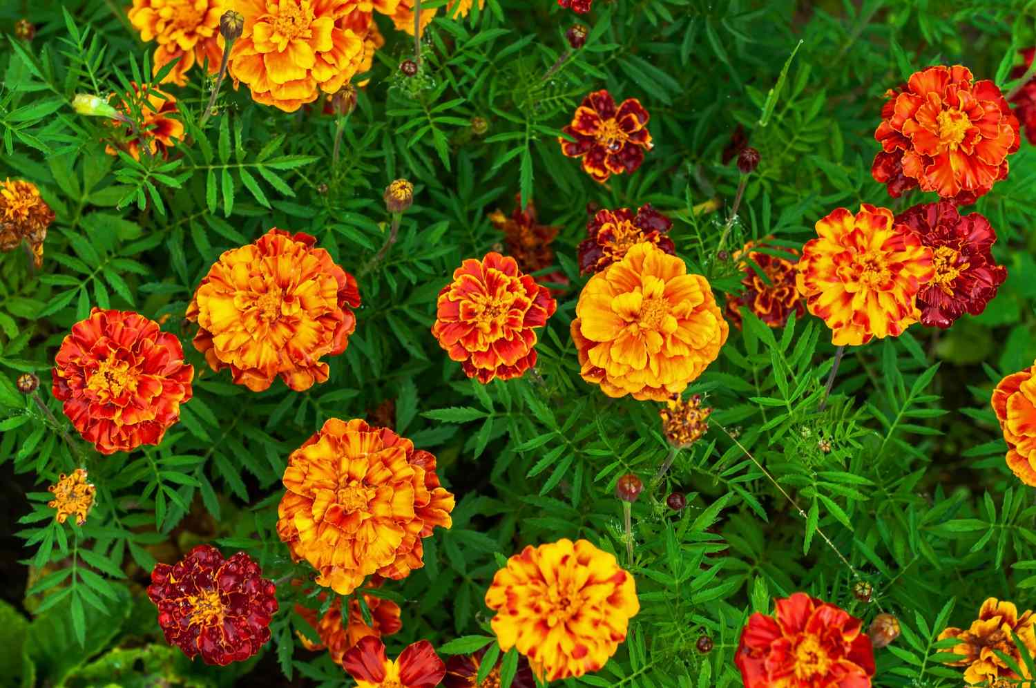 Bright autumn marigold flowers in red-orange colors