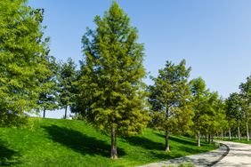 bald cypress trees