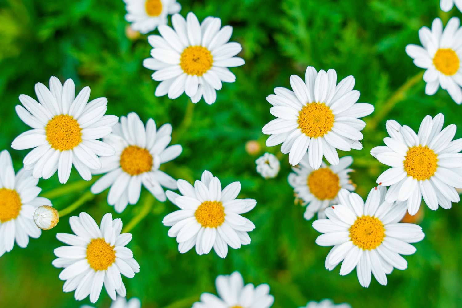Oxeye Daisy