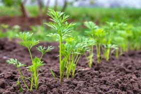 Young carrot plants growing in a cultivated field