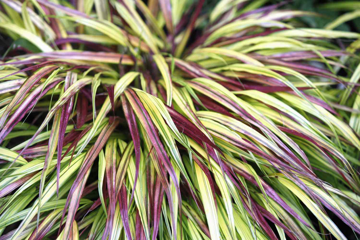 Japanese forest grass (Hakonechloa macra 'Naomi') with red, golden, and green in its leaf blades.