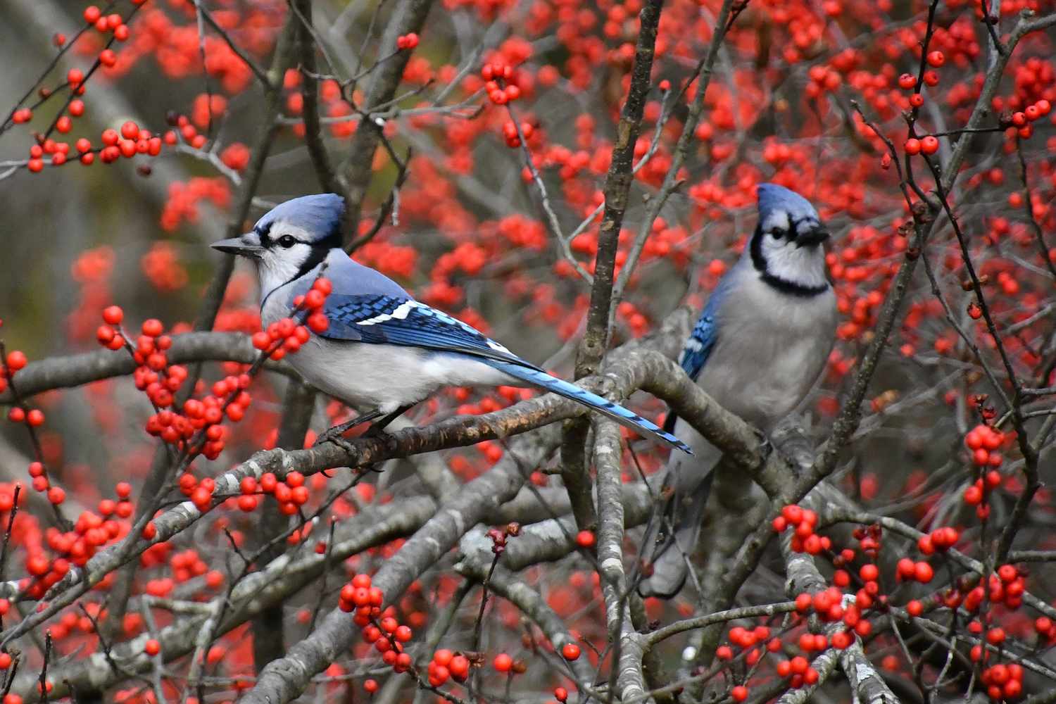 Two blue jays perched on branches surrounded by red berries