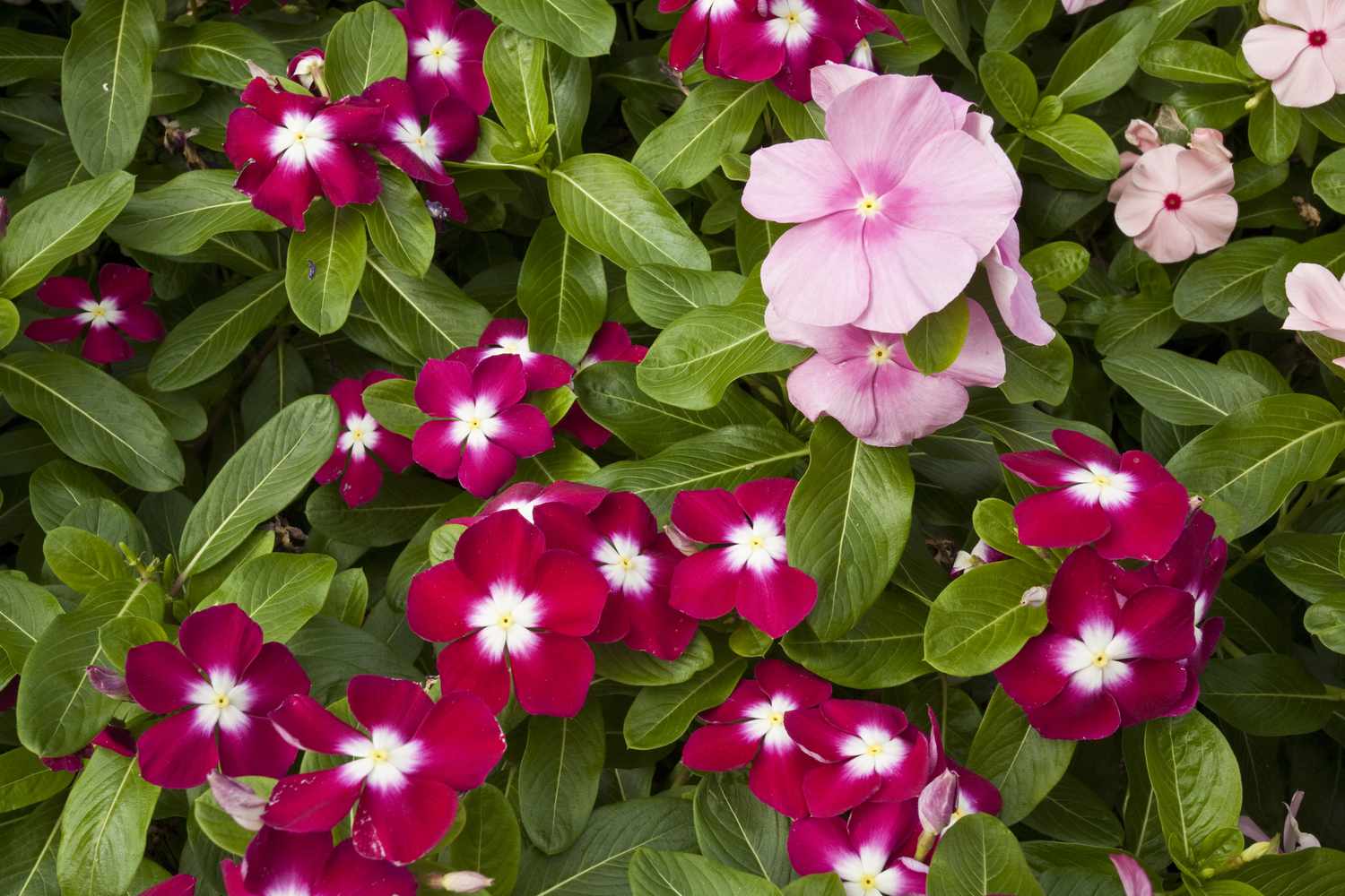 Impatiens