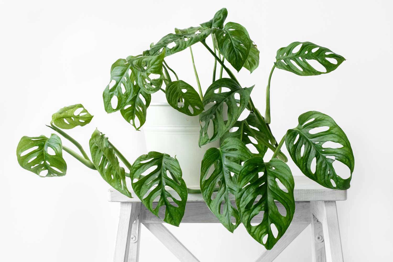 Monstera Esqueleto