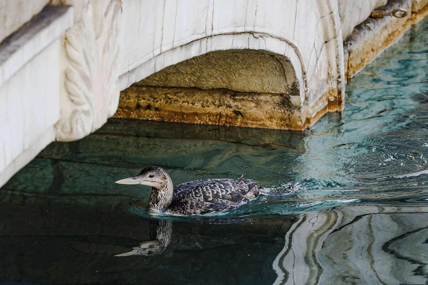 Yellow-billed loon in Lake Bellagio on the Strip in Las Vegas. 