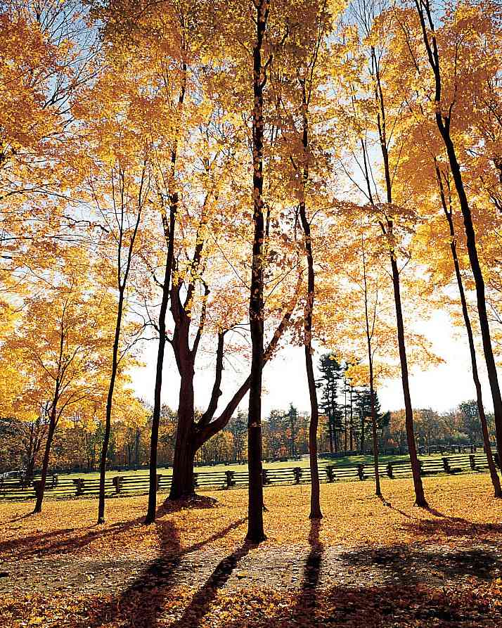 orange trees at bedford in the fall