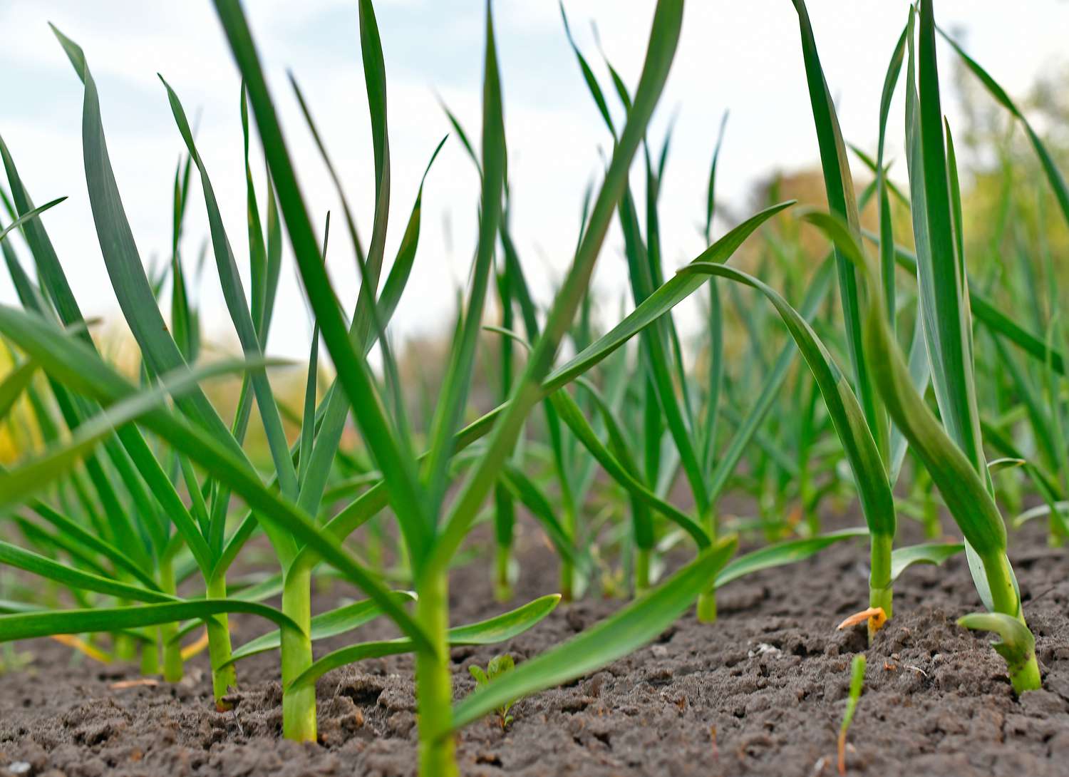 garlic growing in a field