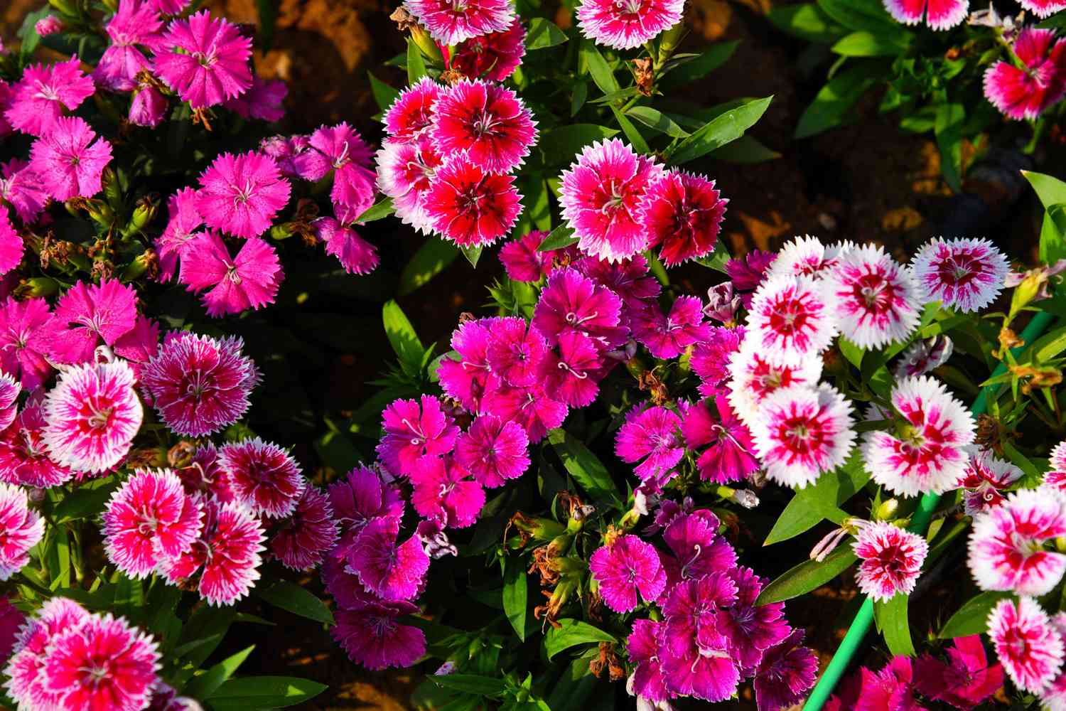 Sweet William or Dianthus Barbatus, a popular fragrant biennial garden plant.