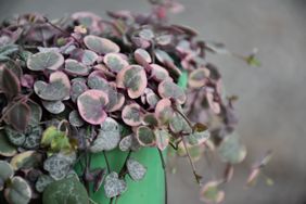 Closeup of a leafy plant with rounded leaves in a planter
