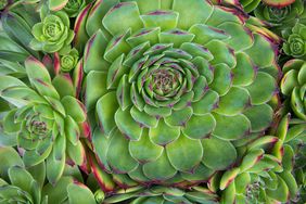 close up of hens and chicks succulents 