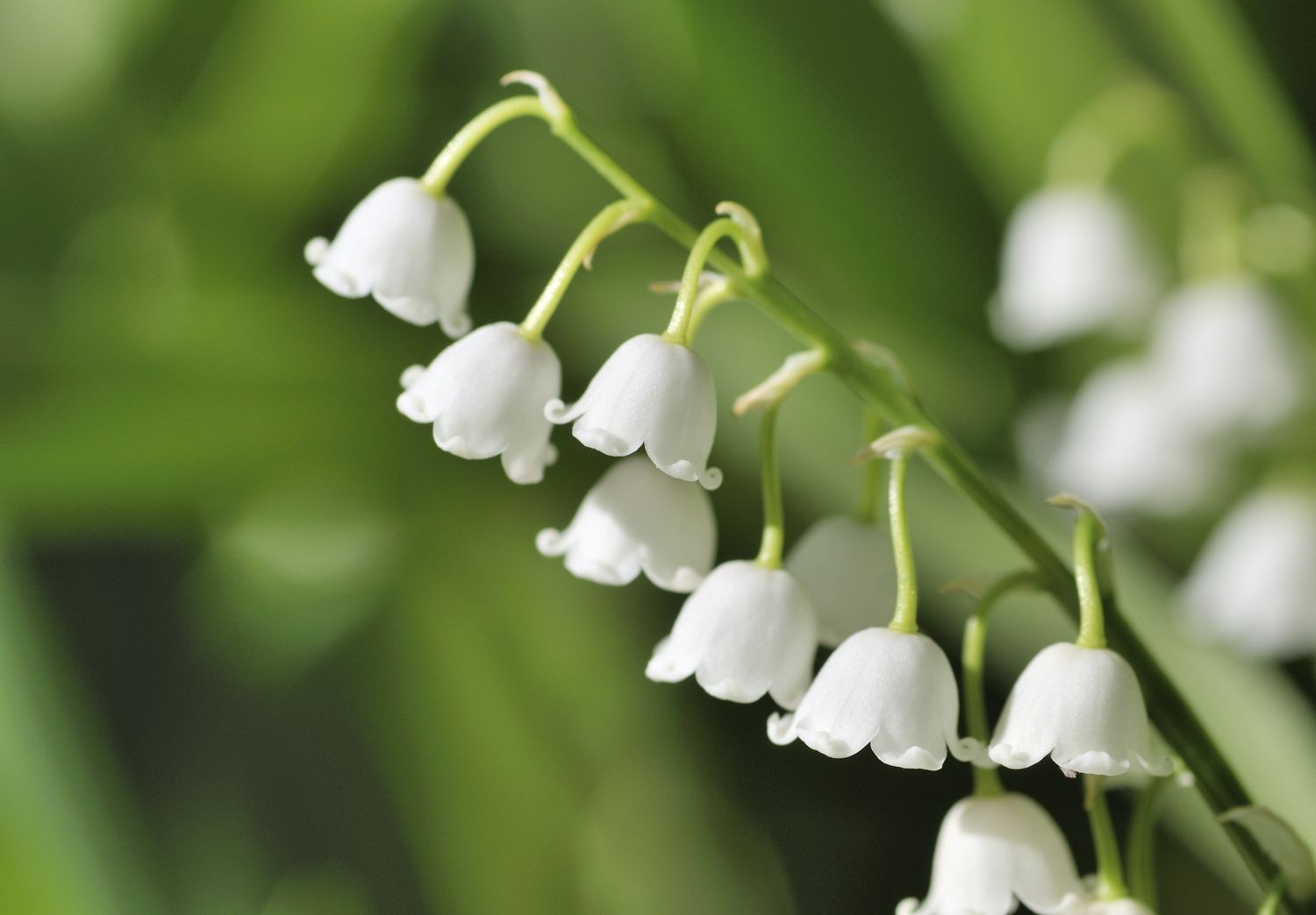closeup of white, bell-shaped lily of the valley flowers