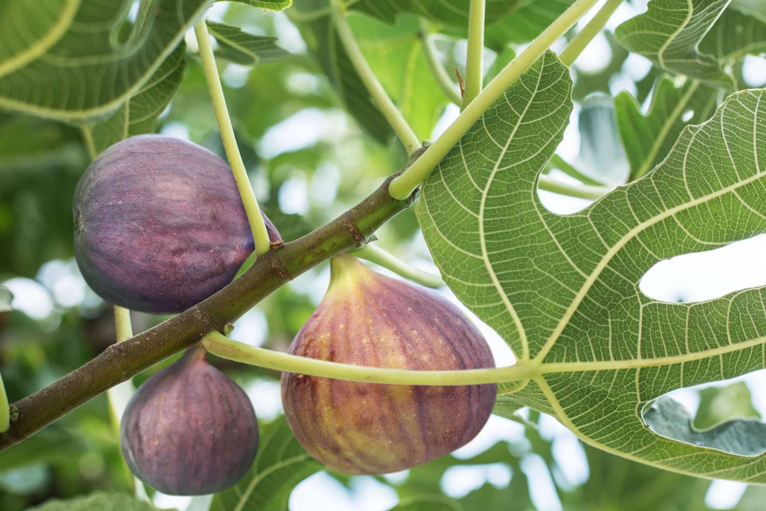 Fig tree with ripe fruit, close up