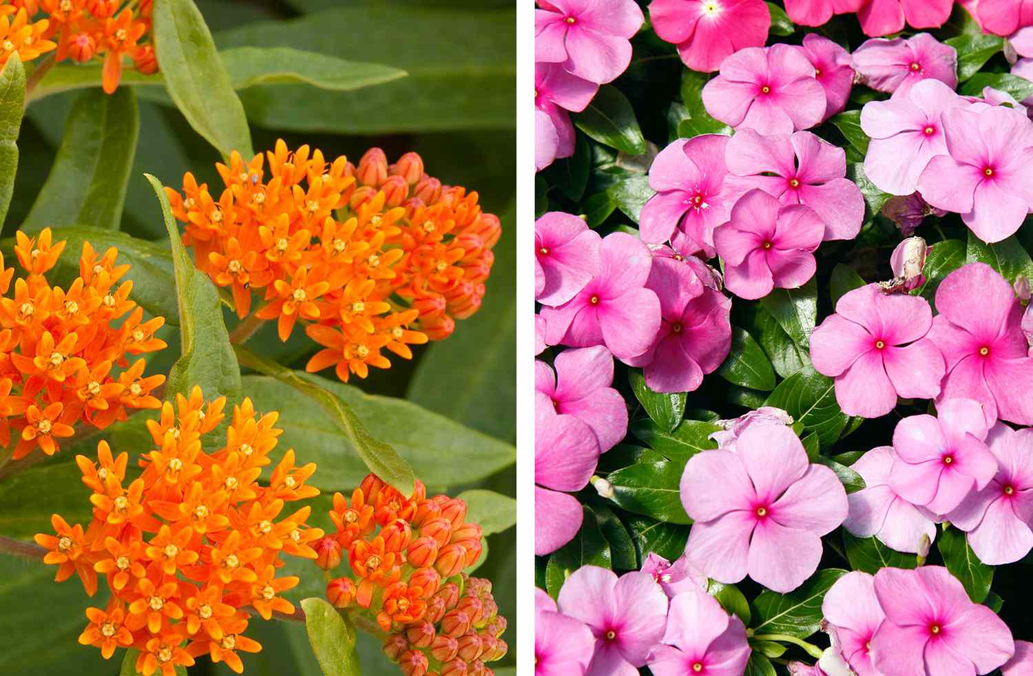 Butterfly week and impatiens