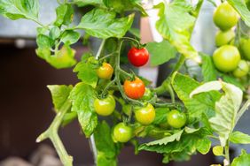A cluster of tomatoes growing on a vine varying in ripeness from green to red