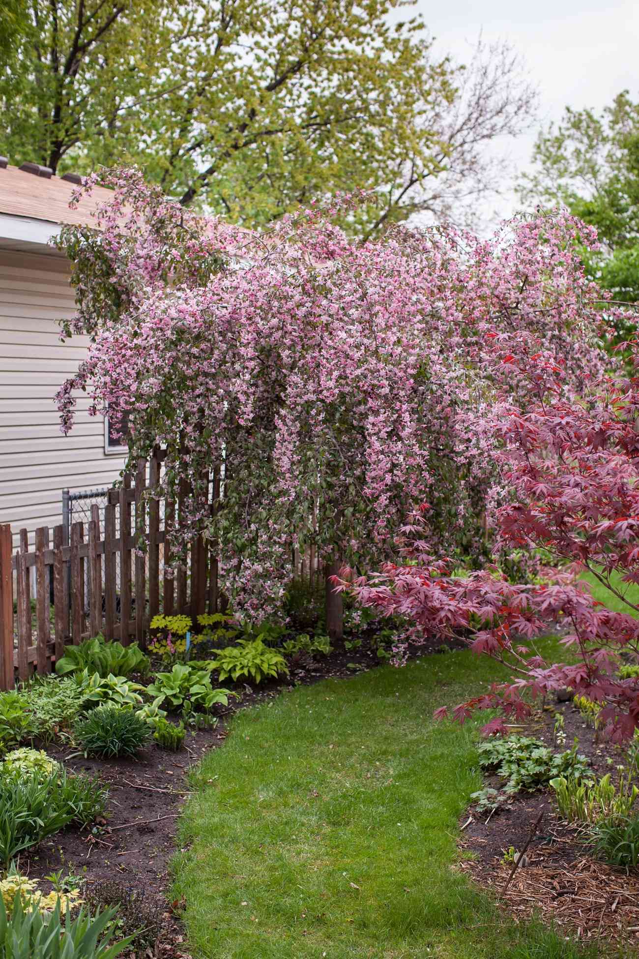 Louisa crapapple tree