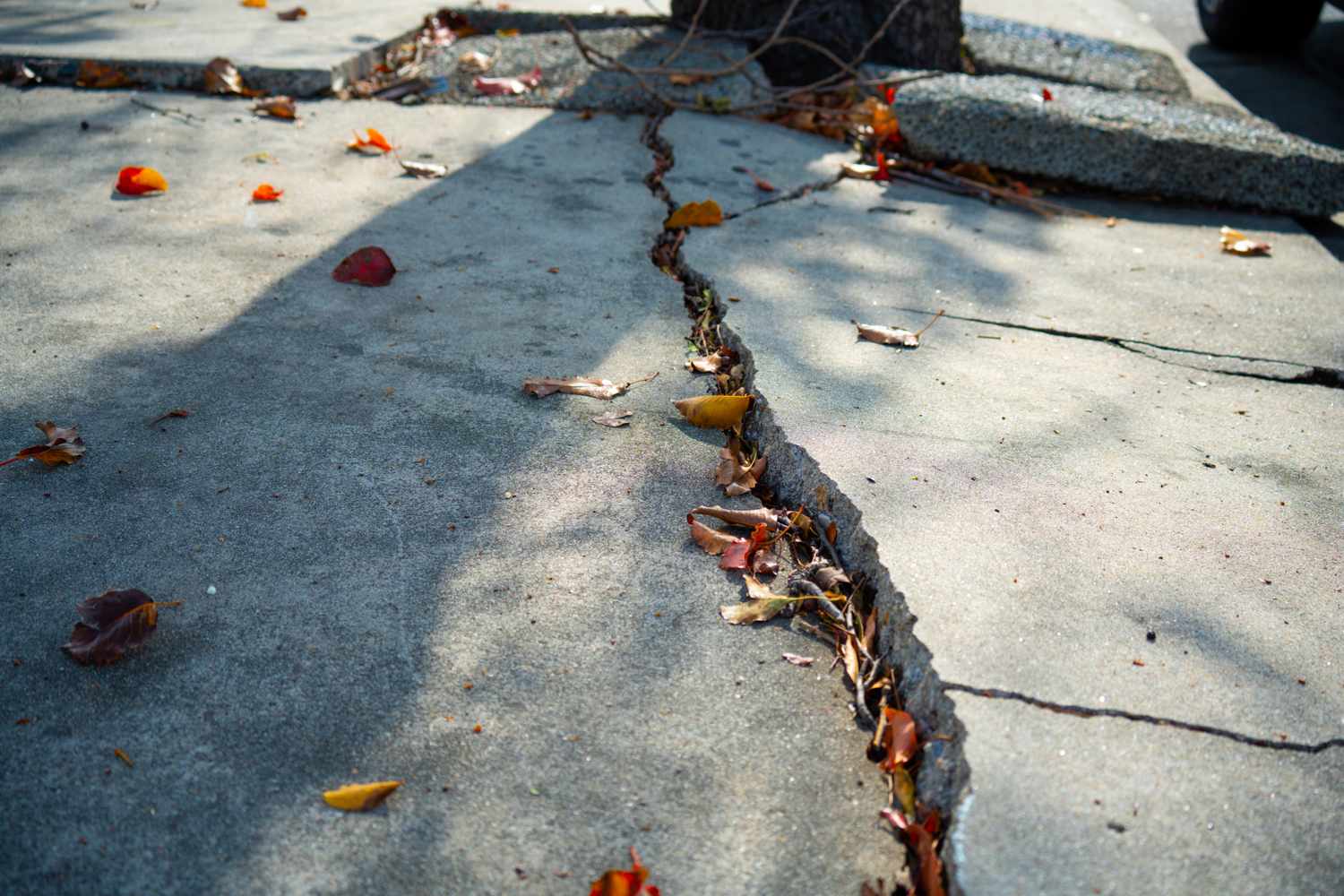 A cracked concrete sidewalk with scattered leaves and shadows of branches near a tree base
