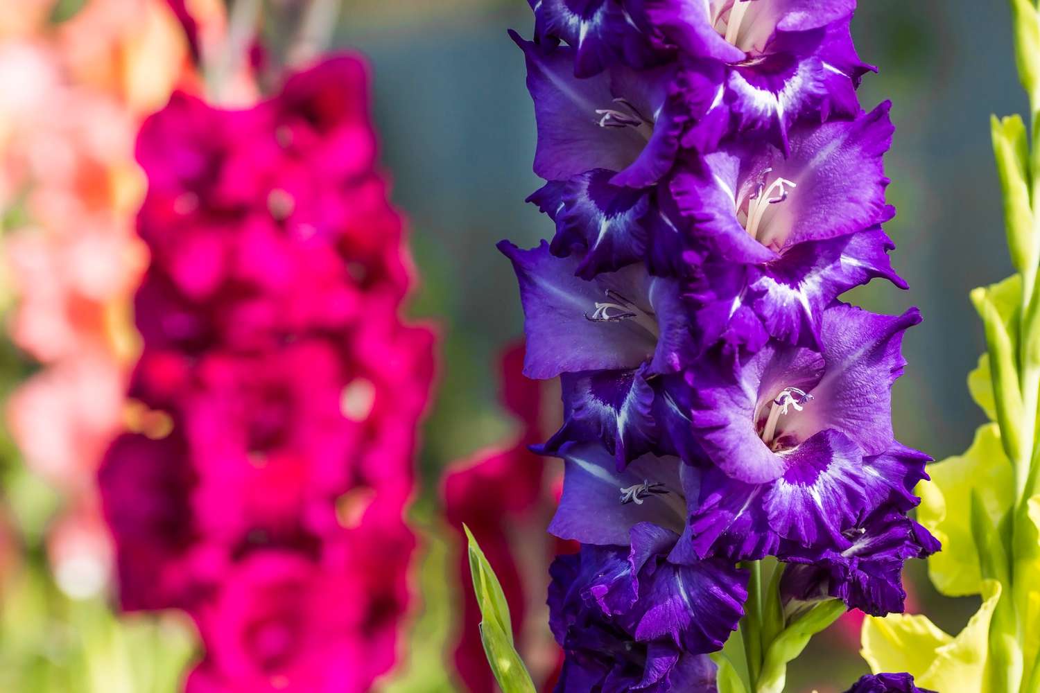 Gladiolus flowers