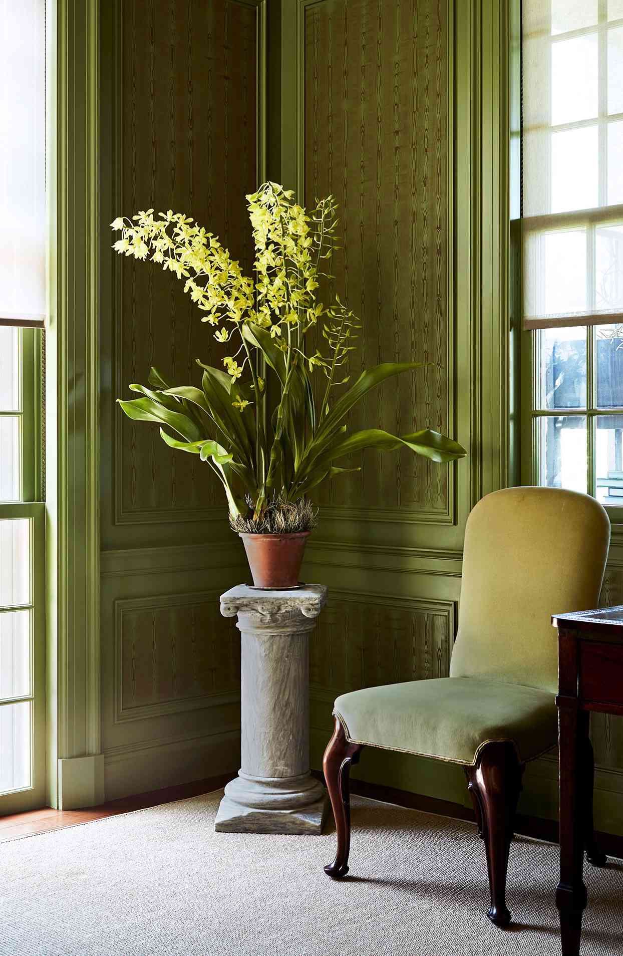 grammatophyllum plant in corner of green living room