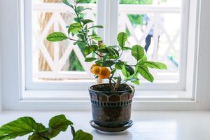 potted lemon tree plant
