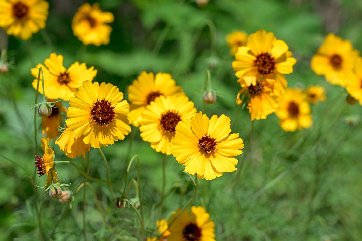 Lanceleaf Coreopsis