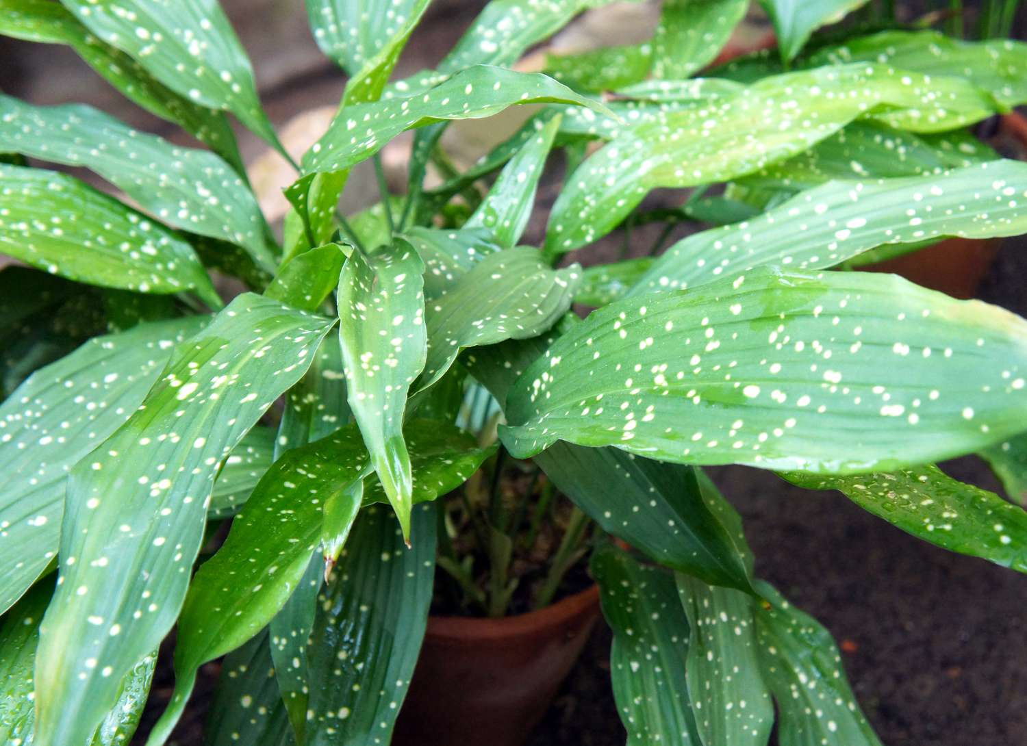 cast iron plant with spotted leaves in a terrocotta pot