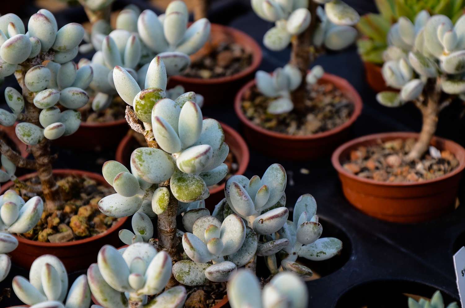 Close up of many Pig's Ear Plants in plastic planters