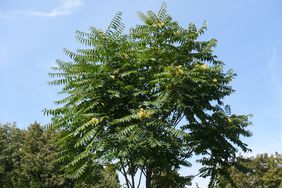 tree of heaven