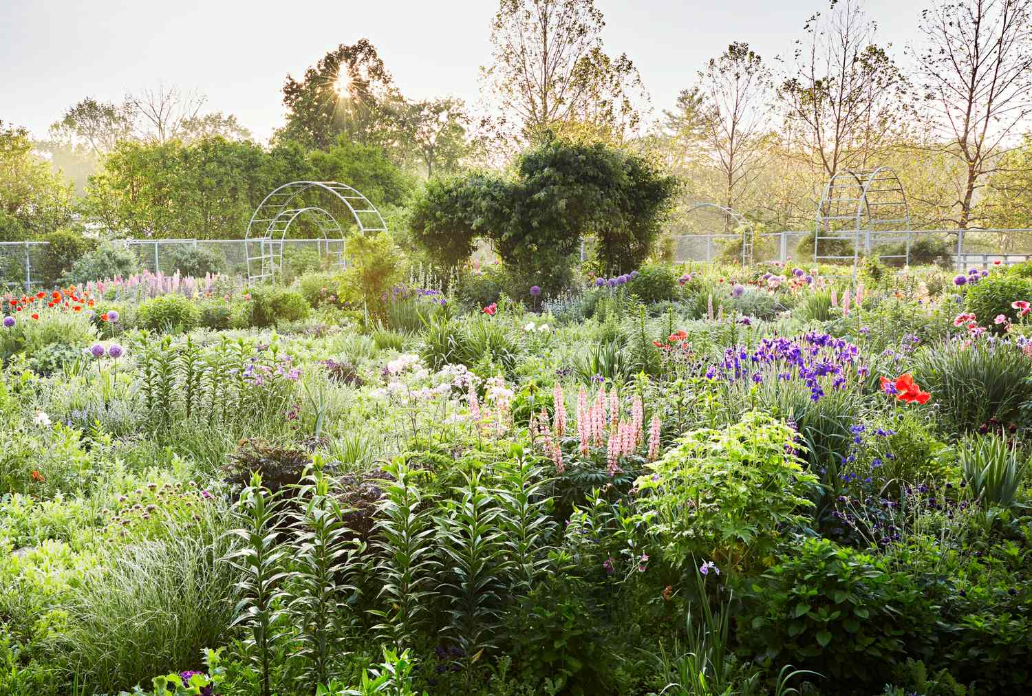 A scenic view of a garden with flowering plants shrubs and a trellis in the background