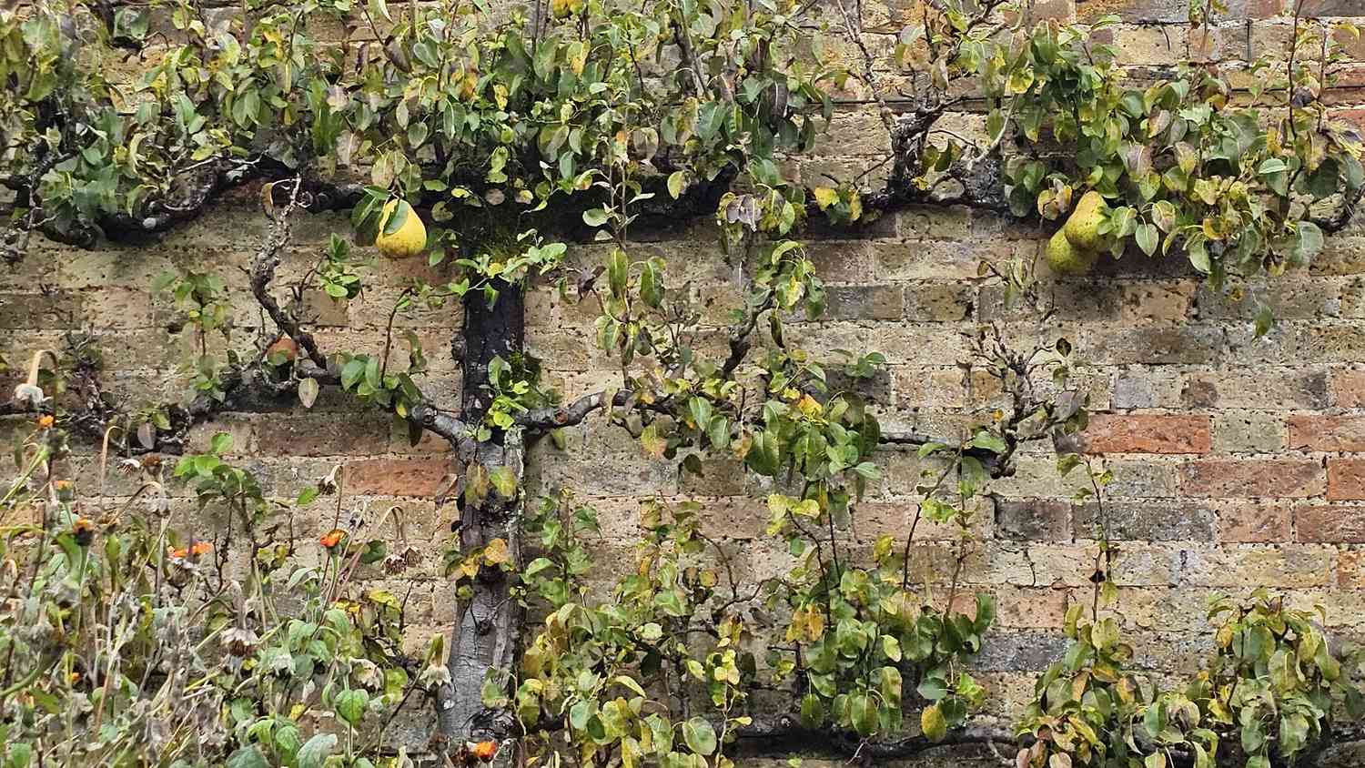 Espalier Pear Tree