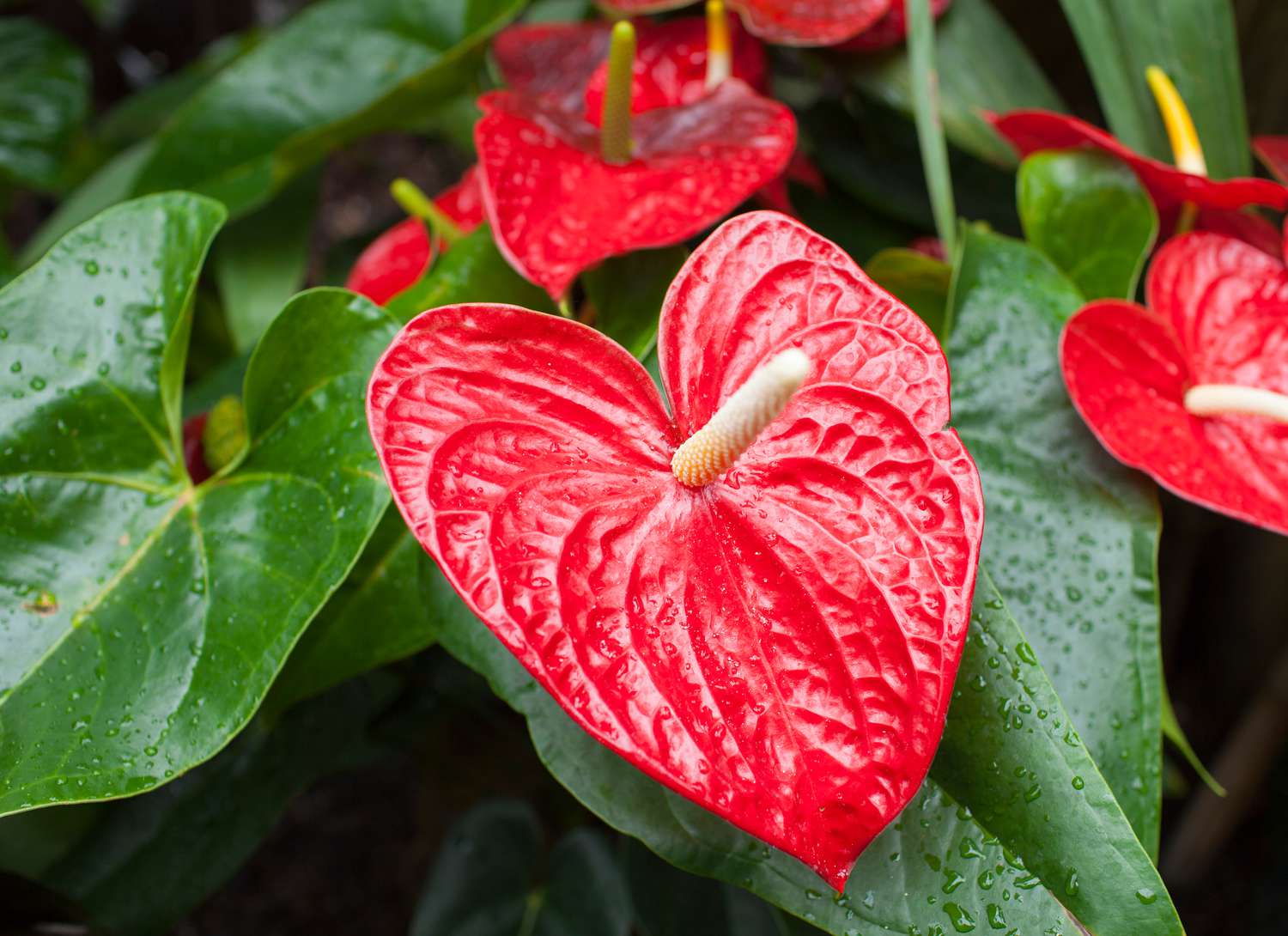 anthurium plant with bright red blooms