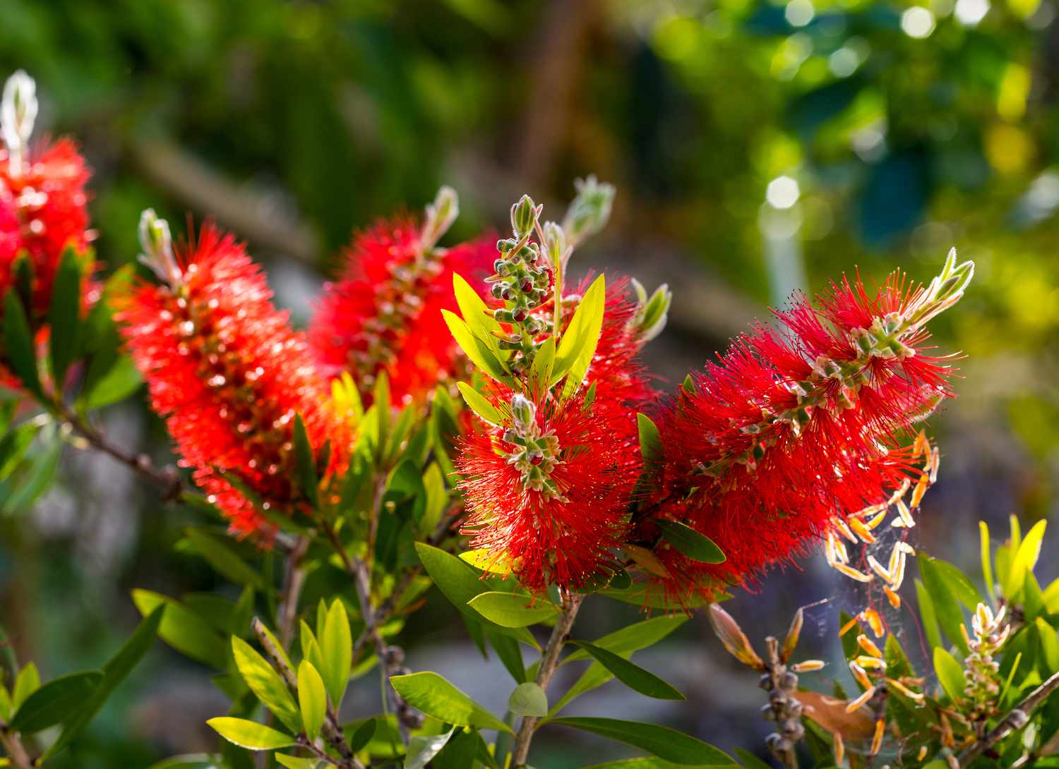 dwarf bottlebrush in a garden