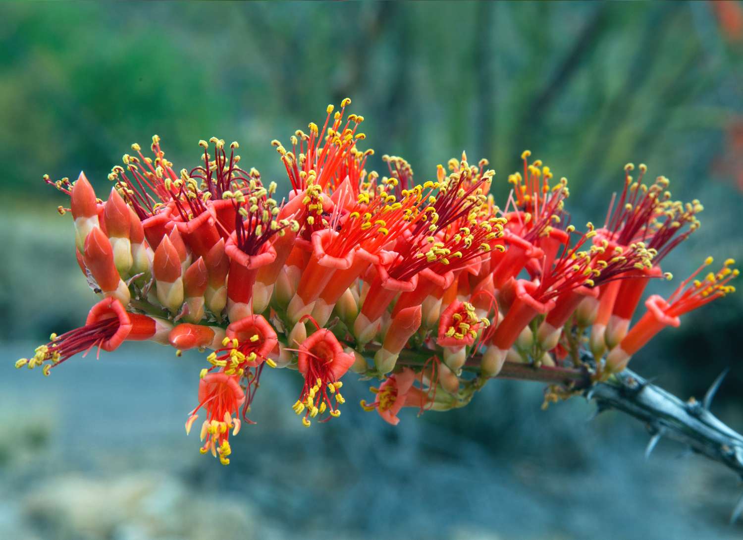 blooming Ocotillo flower