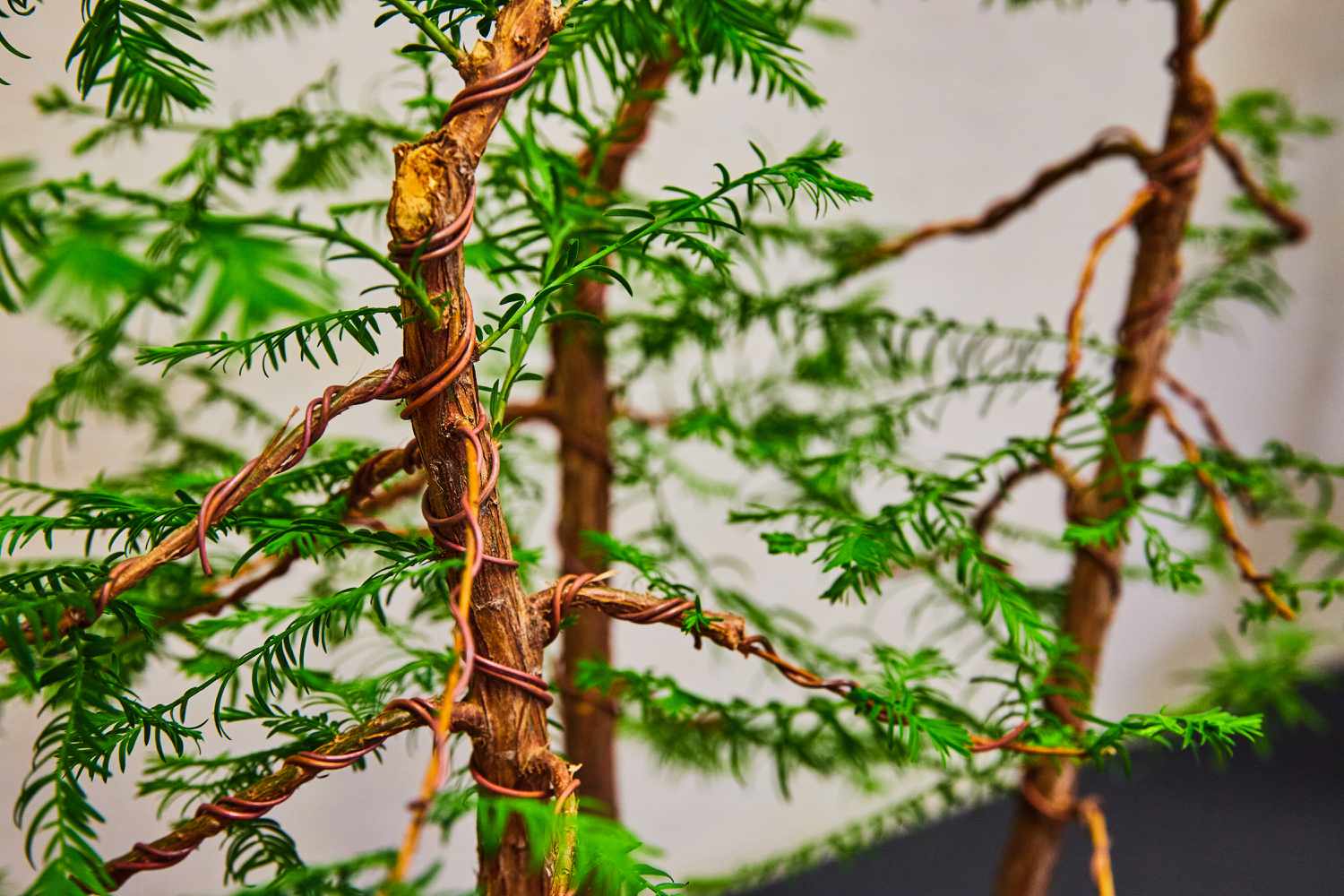 Bald Cypress Bonsai