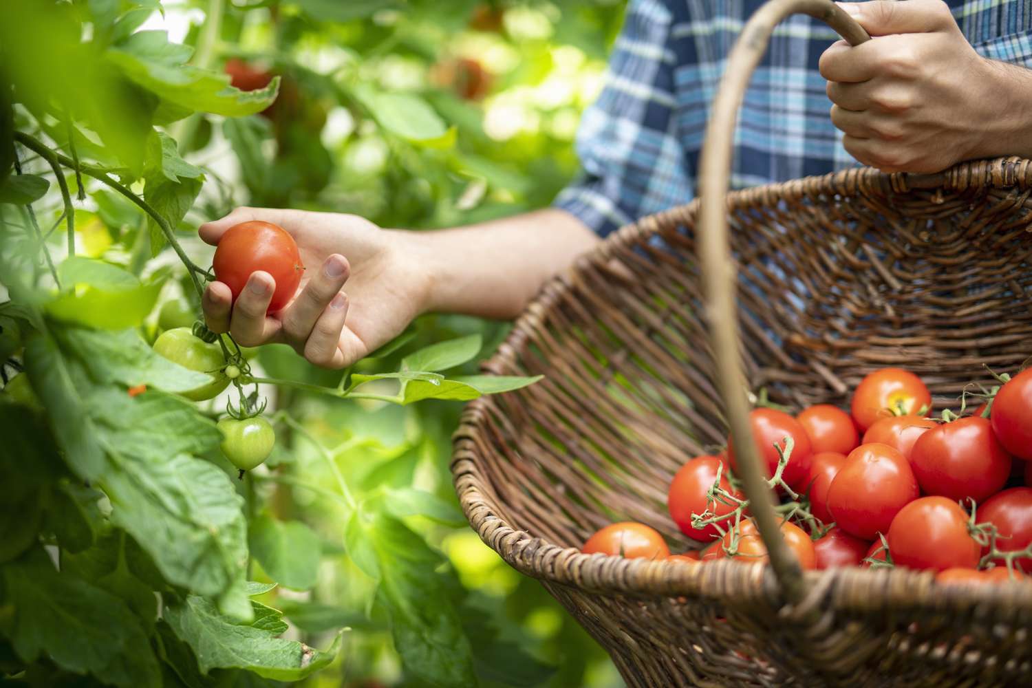 Person harvesting ripe tomatoes into a basket