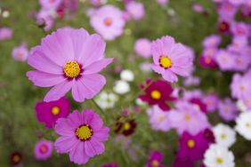 pink cosmos flowers in a field