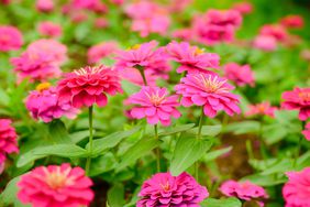 Zinnia flowers