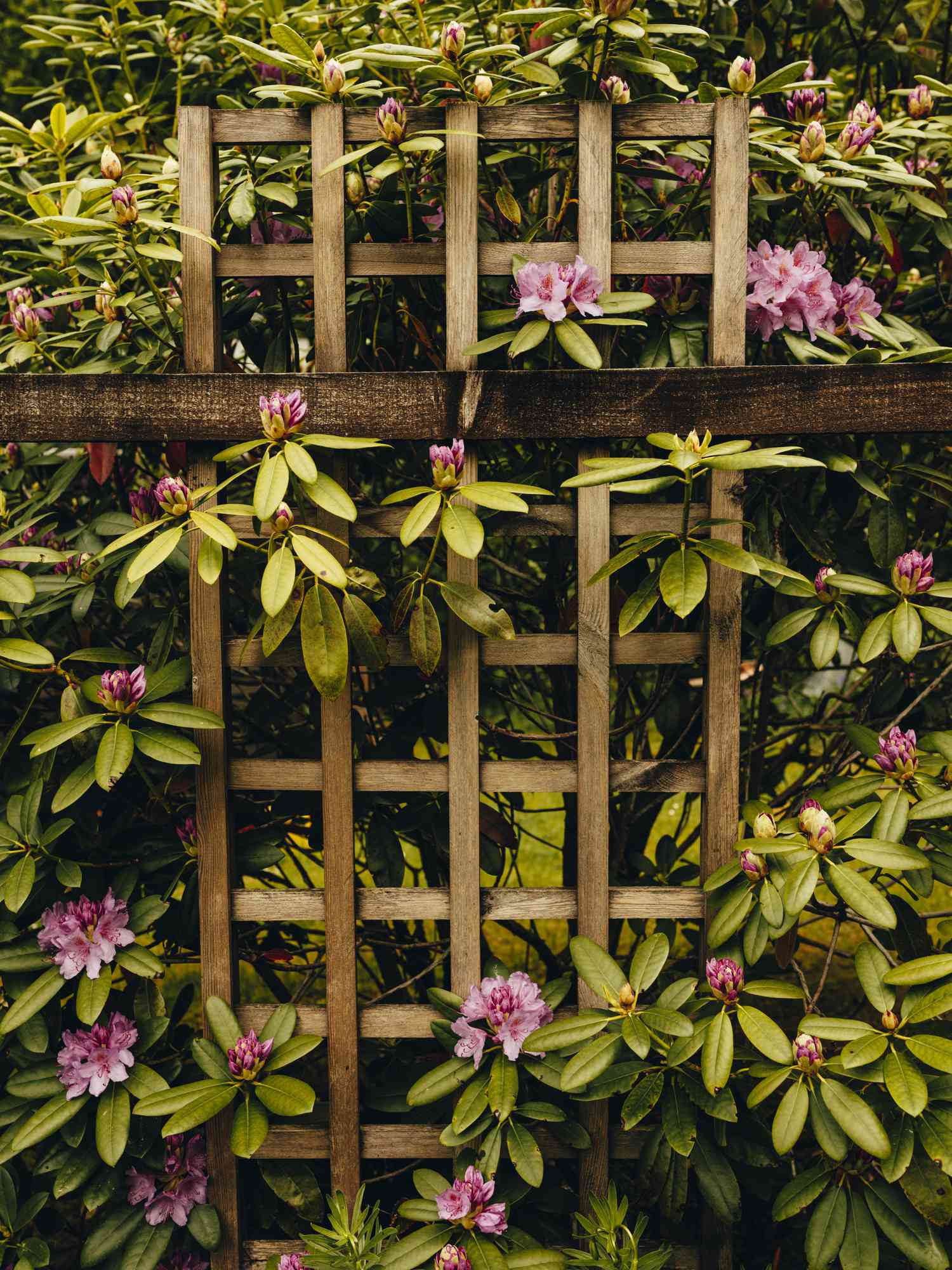 Trellis Fence