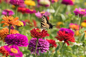 butterfly in a field of zinnias