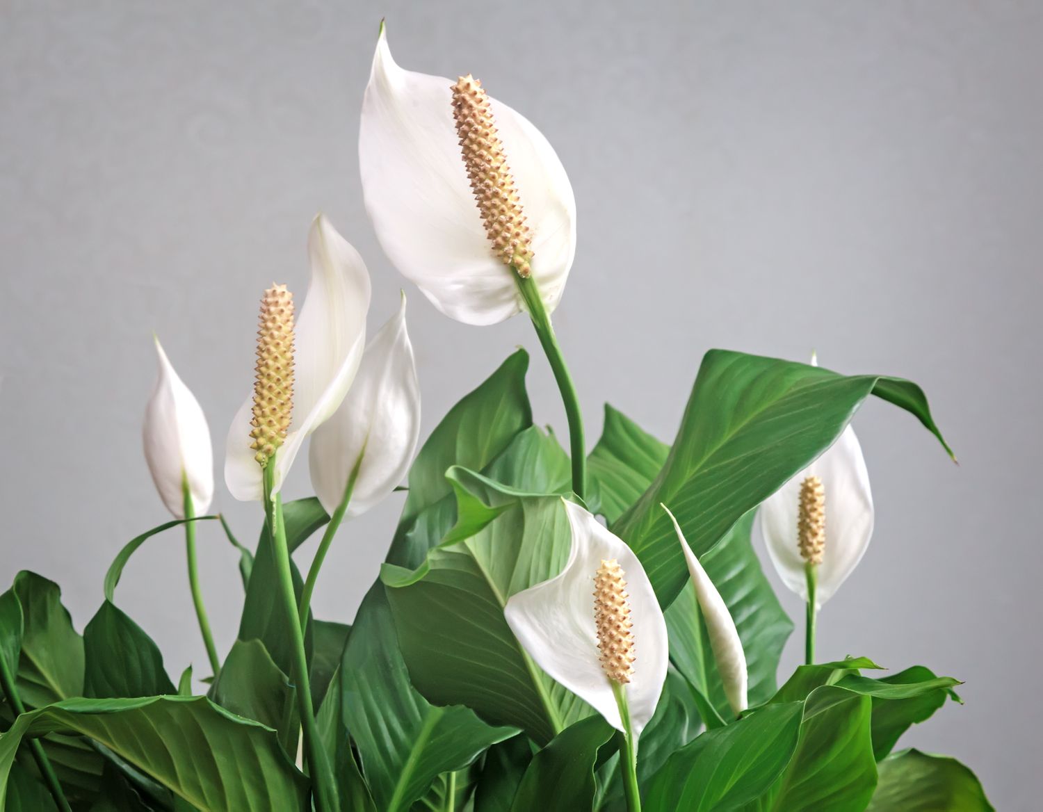 Several blooming peace lilies with vibrant foliage and distinct spadixes