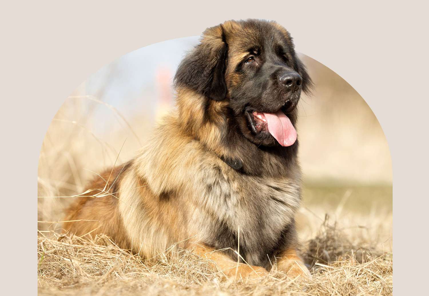 Leonberger dog