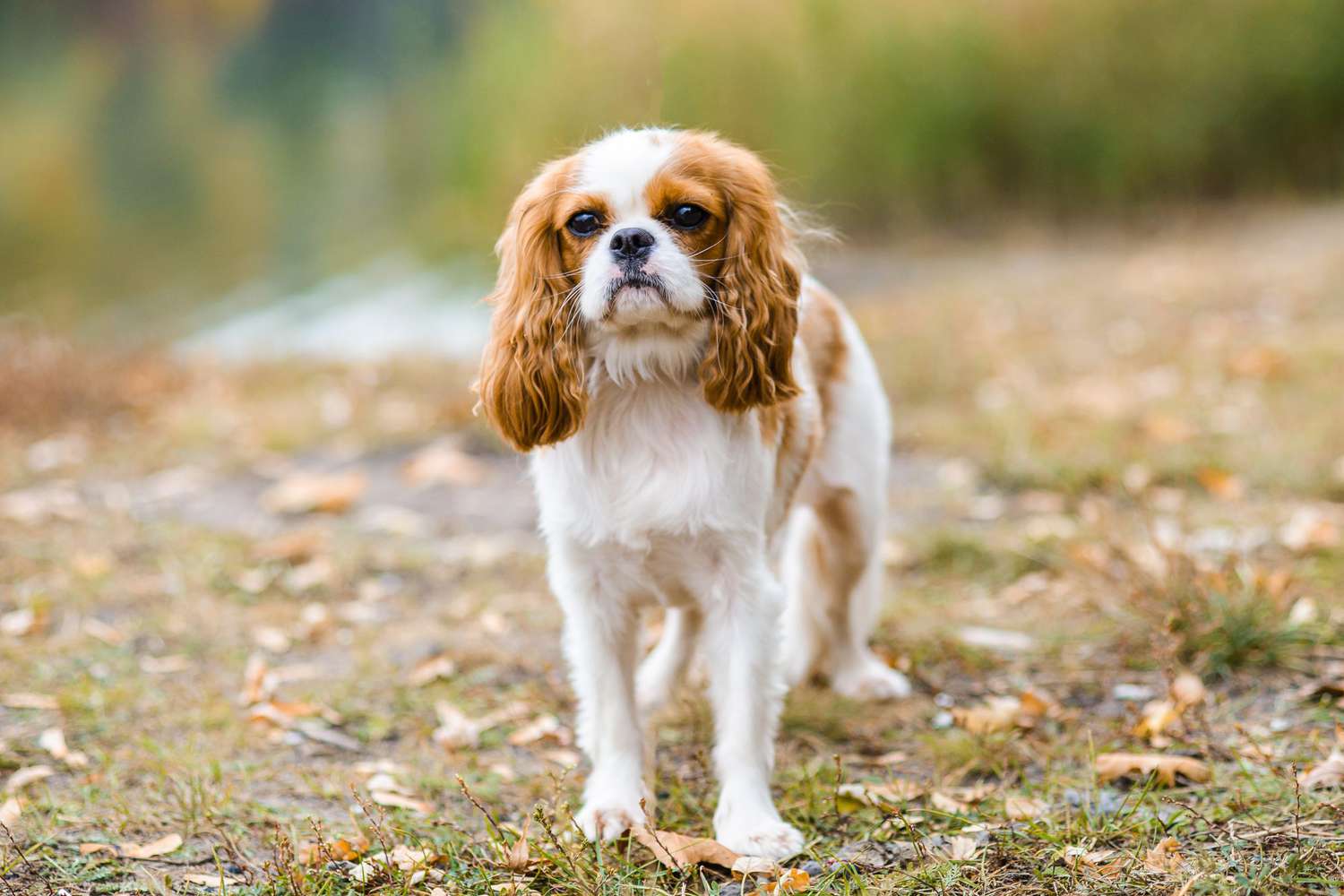 Cavalier King Charles spaniel in grass