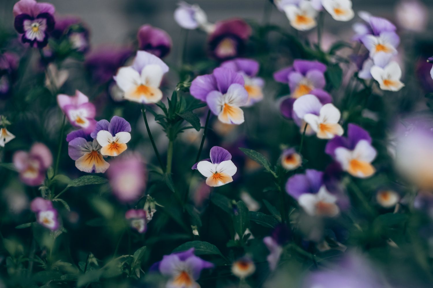 Cute vibrant collection of purple and white pansies in full bloom, showcasing their delicate petals and vibrant colors