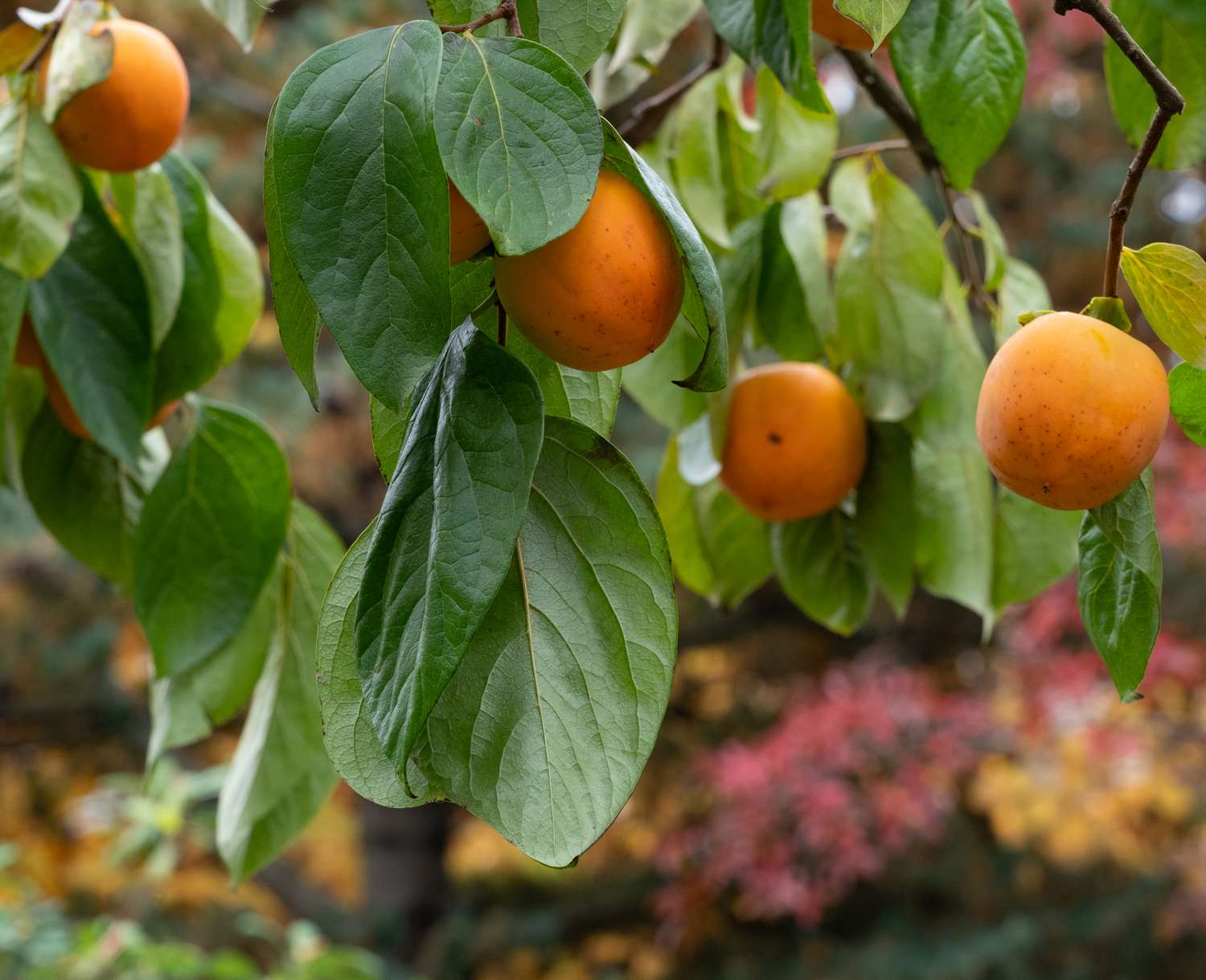 Persimmons hanging on tree branches with leaves