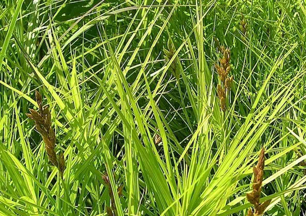 Sedge grass