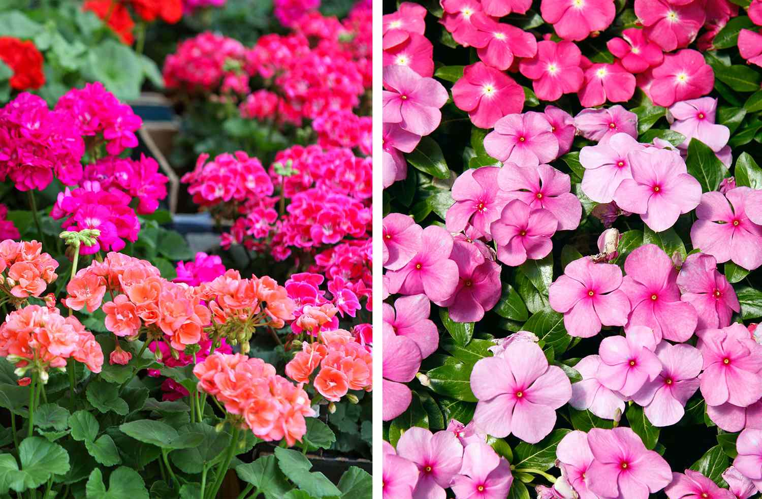 Geraniums and impatiens