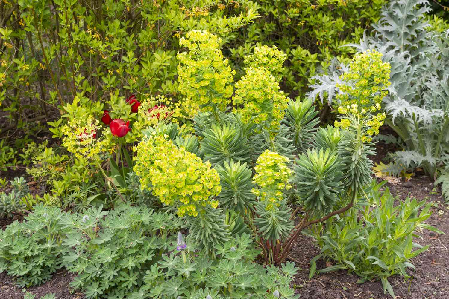 Shrubby evergreen form of Euphorbia with large heads of vivid greeny yellow flowers in spring.