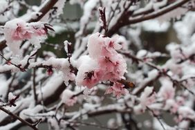 Tree branches with pink blossoms covered in snow